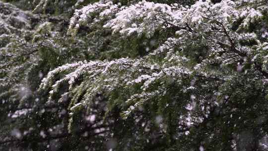 寒冷冬季公园松树雪花大雪空境升格