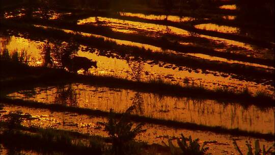 金色的农田里牛在耕地视频素材模板下载