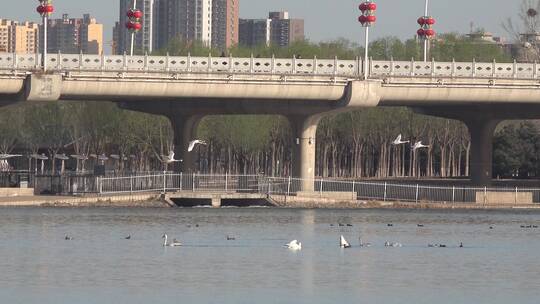 湖泊湿地白天鹅飞翔视频素材模板下载