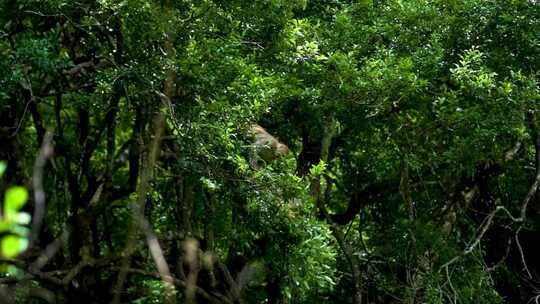 野生猴子打架猴群慢动作特写森林里的动物视频素材模板下载