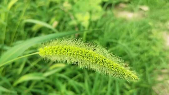 微风吹拂的狗尾巴草