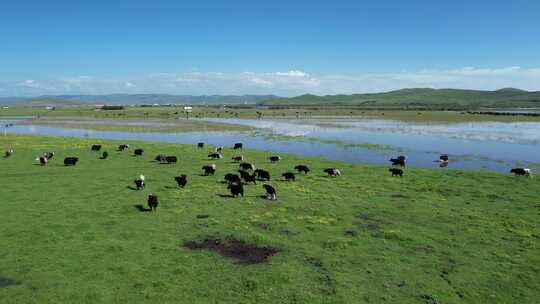 四川阿坝州若尔盖大草原湿地航拍自然风光