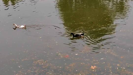 河水里面的鸭子