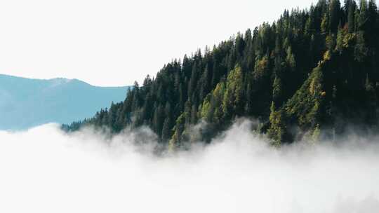 云海山峰树林树木自然风景生态环境美景