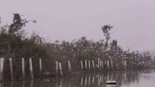 l1汕尾海丰红树林枝头上的白色鸟类