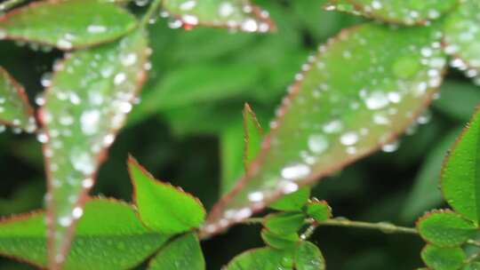 绿叶上的雨滴特写