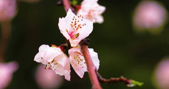 4K拍摄雨中桃花特写