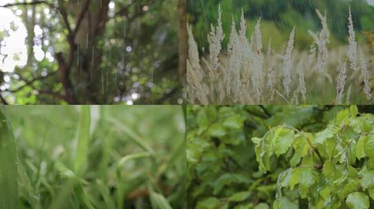 雨季森林雨水拍打树叶视频素材模板下载