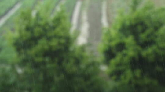 下雨清明谷雨酸雨倾盆大雨蒙蒙细雨