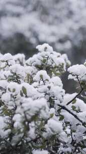 雪，冬天，树木，寒冷