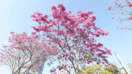 紫花风铃木