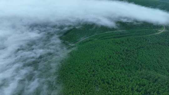 呼伦贝尔根河旅拍风光