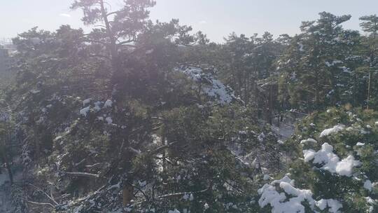 唯美冬季长白山原始森林红松美人松雪景视频素材模板下载