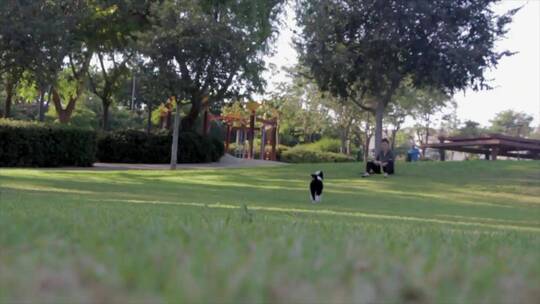 人在公园里和狗玩耍