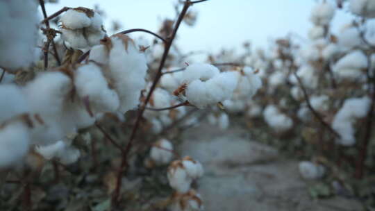 新疆棉花素材