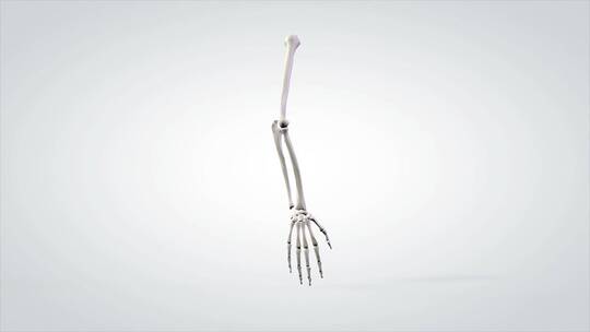 解剖模型人体手臂骨骼