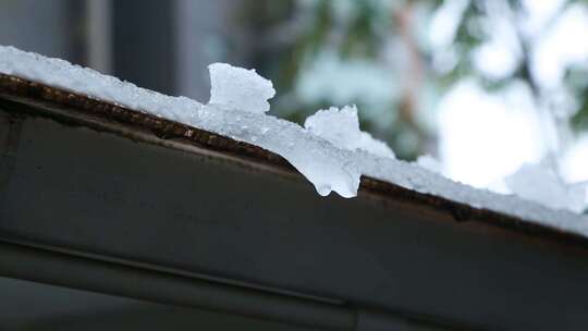 冬天唯美雪景绿叶红花上的雪