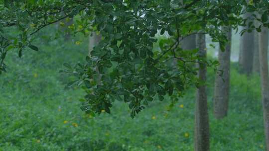 雨季树林下雨 树叶 树枝