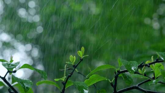 春雨雨滴暴雨