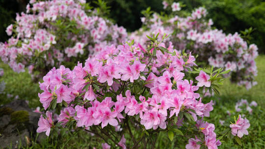 春天公园里的杜鹃花映山红