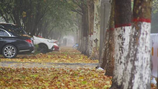 深秋雨天落叶行人视频素材模板下载