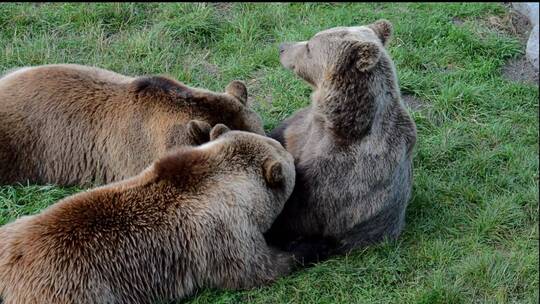动物园里面棕熊三只打闹熊