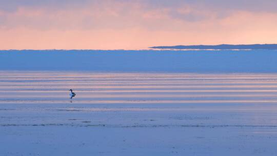 清晨日出后在青海湖水上进食的水鸟