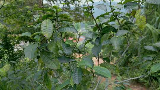 云南西双版纳勐腊县易武茶山茶树茶叶近景