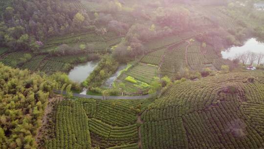 茶茶山茶园