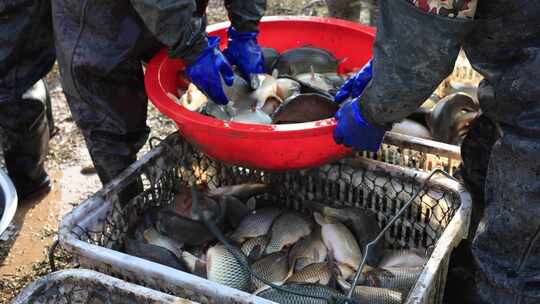 渔民卖鱼丰收 淡水鱼养殖