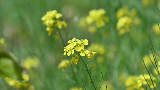 春天盛开的黄色油菜花与采蜜蜜蜂满画幅特写