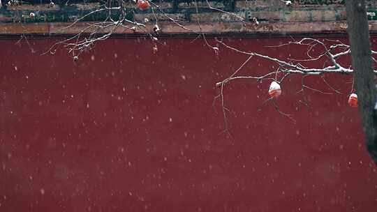 4K升格实拍大雪中的北京故宫红墙柿子树