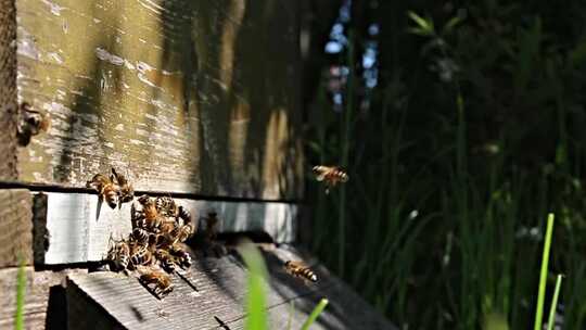 野生蜜蜂蜂窝蜜蜂飞来飞去