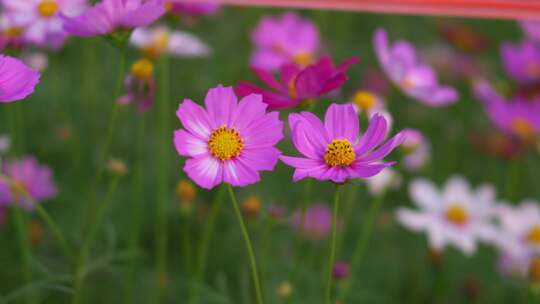 格桑花花瓣花朵盛放