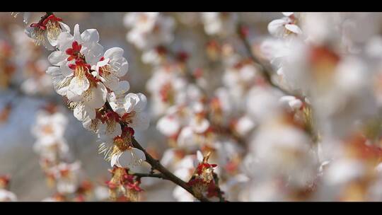 春天白色梨花樱花开放花朵树枝百花盛开