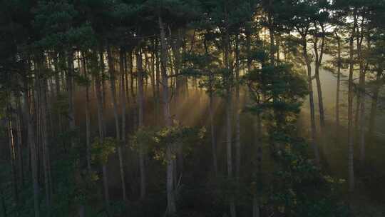 4K-阳光照进松林、阳光照进树林