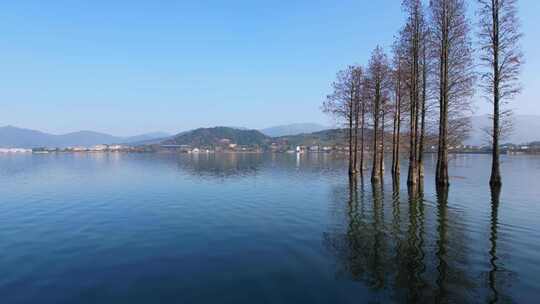 浙江省余姚市四明湖边的池杉风光