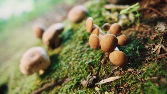 森林里生长的真菌