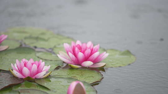 雨中水莲 莲花 睡莲 水莲