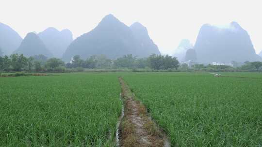 成片水稻绿意盎然的景象