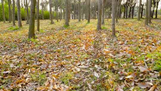 落叶 秋天  枯叶  叶子飘落 树叶 梧桐