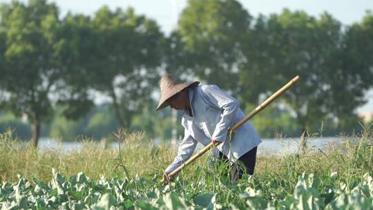 农田里除草的农民视频素材模板下载