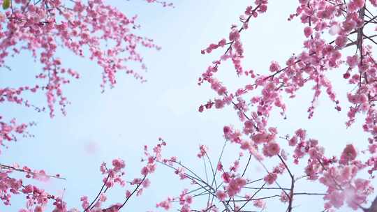 4K飘落的梅花雨