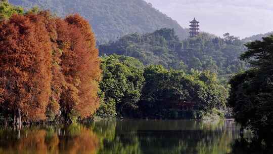 深圳仙湖植物园落羽衫林湖面航拍4k50p