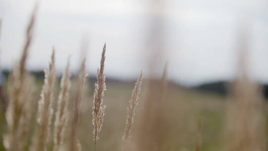 夕阳下的芦苇羽毛草在风中摇曳