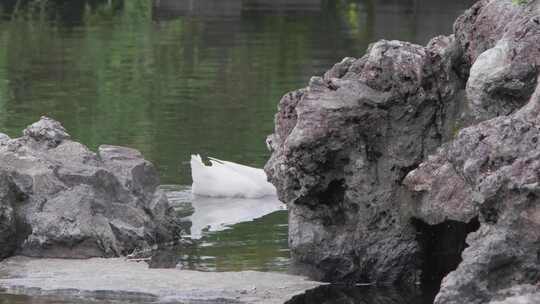 公园里白色的鸭子有过假山视频素材模板下载