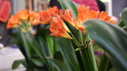 君子兰 大叶石蒜 植物 观赏 花卉 长春市花