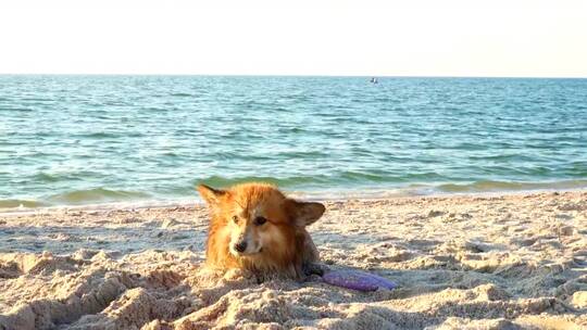 柯基狗享受海滩