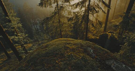 阳光穿过有晨雾的森林