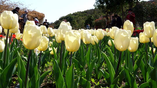 郁金香花卉花草花朵绿化植物景观园林16